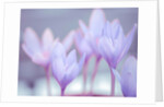 Crocus flowers by Assaf Frank